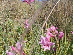Gladiolus carneus